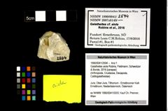 Foto (Objekt + Etikett) von Galatheites aiola (Robins, Feldmann, Schweitzer & Bonde, 2016)  (NHMW-GEO-1990-0041-2594)